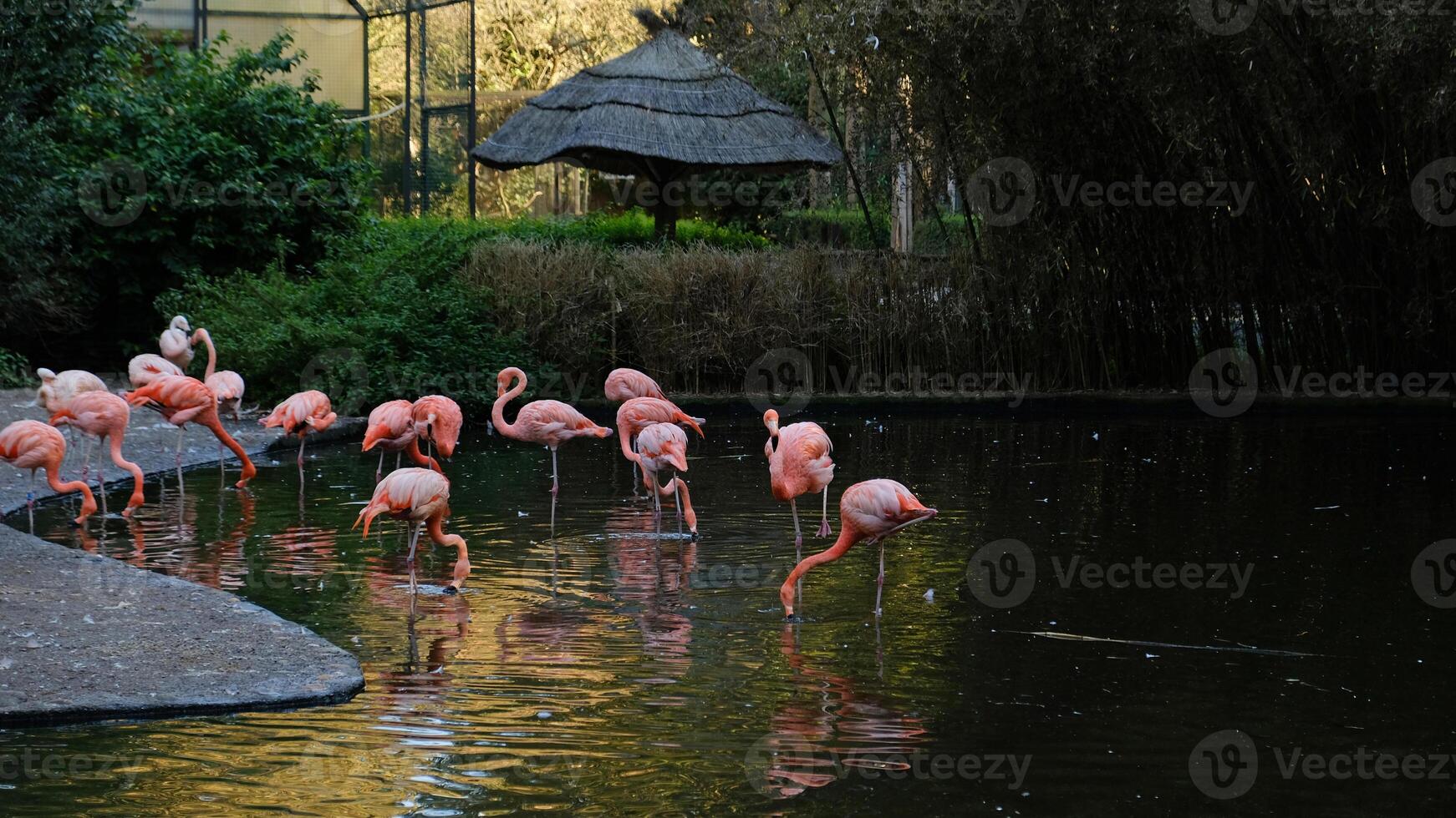 Flock of pink flamingos wading in calm pond surrounded by lush greenery. The birds are drinking water and cleaning their feathers. Tropical plants, twilight, soft light photo