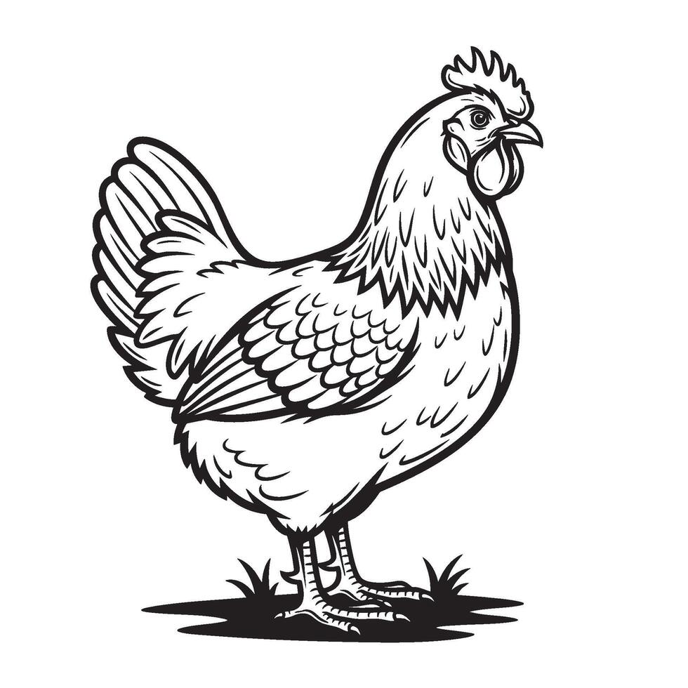Detailed black and white of an Ameraucana chicken standing on grass, showcasing feathers, comb, and tail. Perfect for farm designs and rustic prints. vector