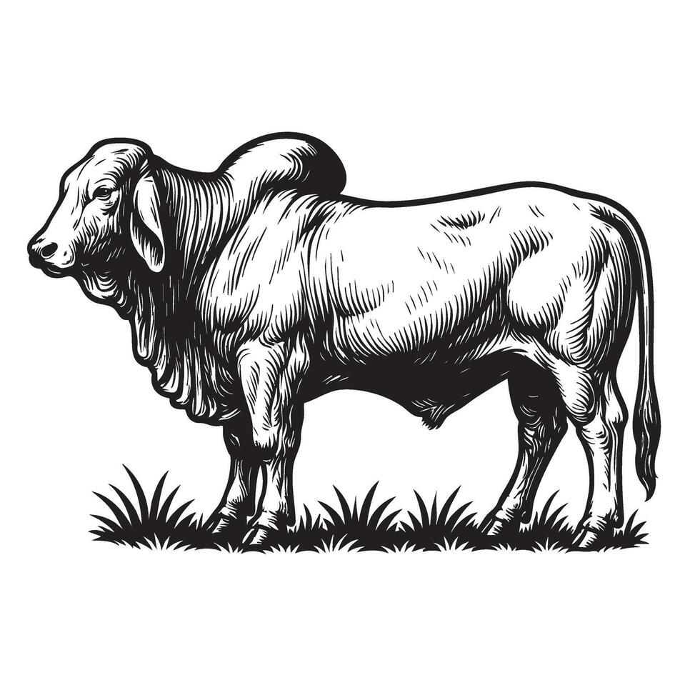 Detailed black and white of a Brahman bull standing on grass, showcasing muscular build, loose skin, and a distinctive hump, ideal for prints. Cow, Animals. vector