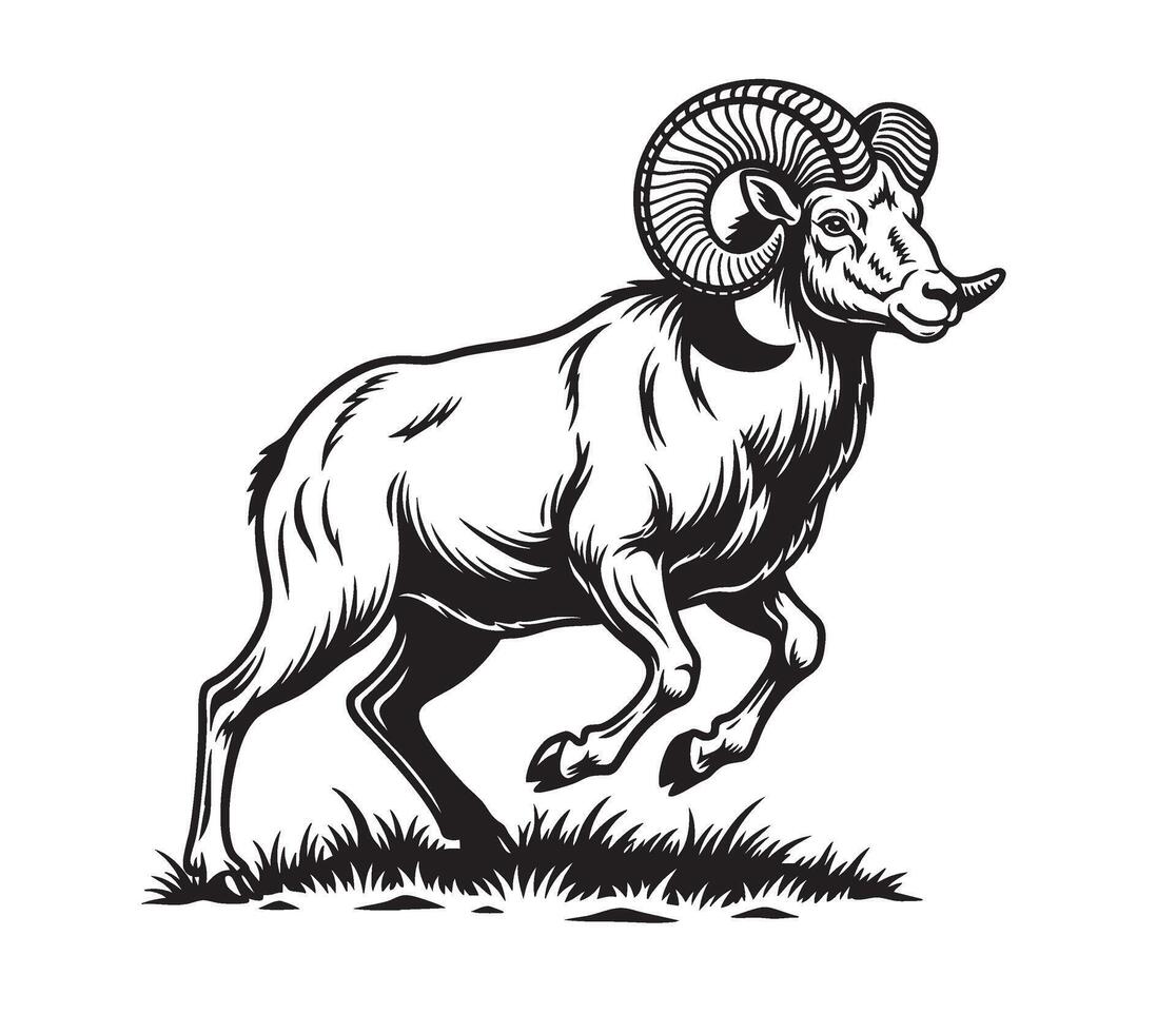 Detailed black and white of a bighorn sheep standing proudly on grass, showcasing large curved horns and a strong, majestic stance, ideal for prints. Animal. vector