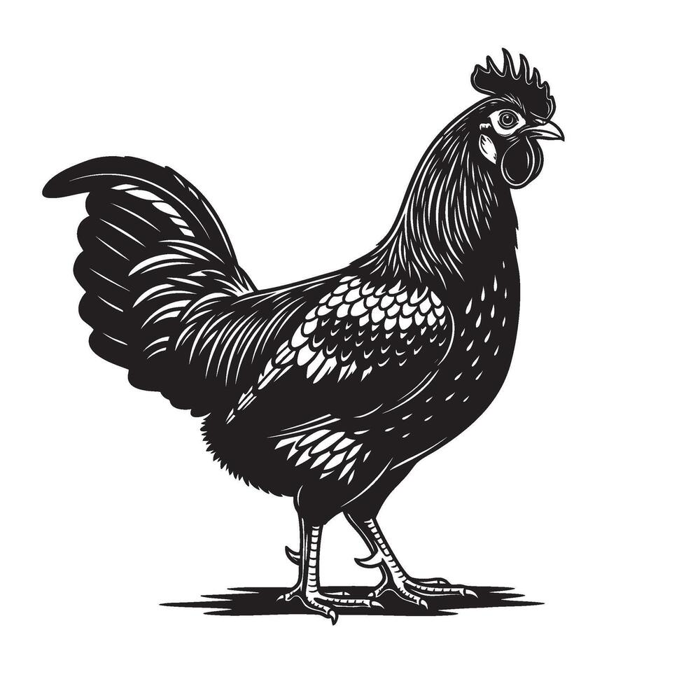 Striking black and white of an Ayam Cemani chicken in side view, highlighting its unique dark plumage and elegant stance. Ideal for farm-themed designs. vector
