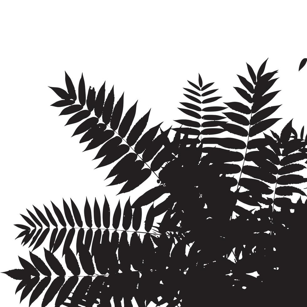 Black Silhouette of Fern Leaves Isolated on White Background vector