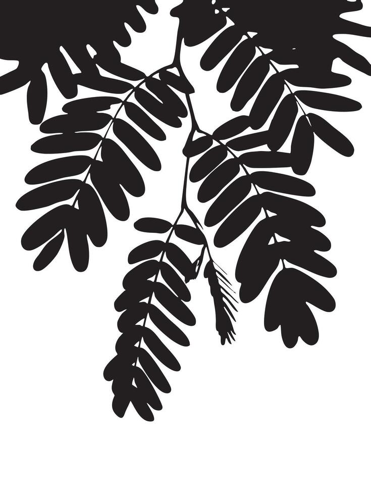 Silhouette of Acacia Leaves on White Background Botanical Illustration vector
