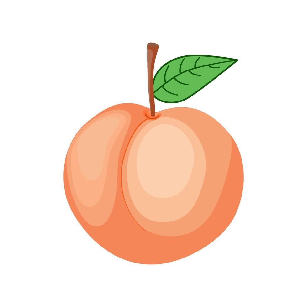 Peach fruit isolated on white background. vector