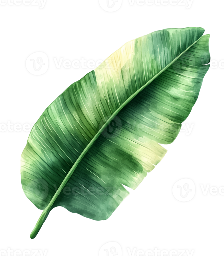 Watercolor Banana Leaf with Green and Yellow Hues on Transparent Background png