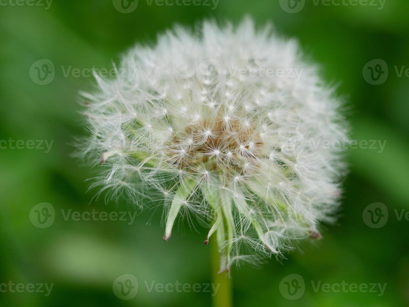 Blowball dandelion close up macro photo. High quality background wallpaper with copy space photo