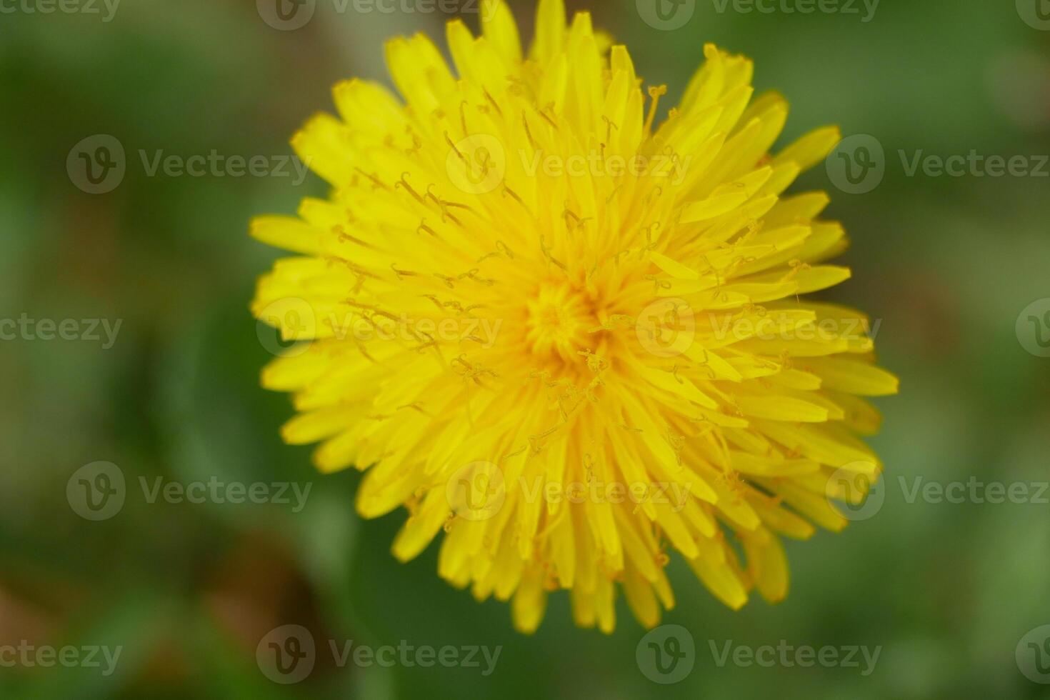 Dandelion yellow flower close up macro photo. High quality background wallpaper with copy space photo