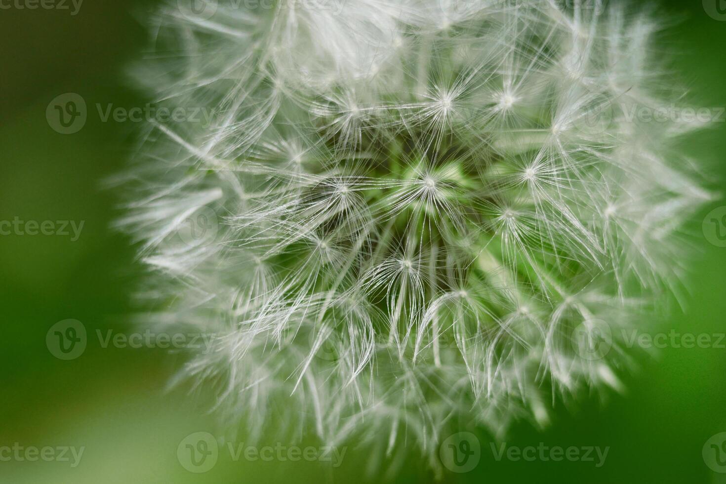 Blowball dandelion closeup macro photo. High quality background wallpaper with copy space photo