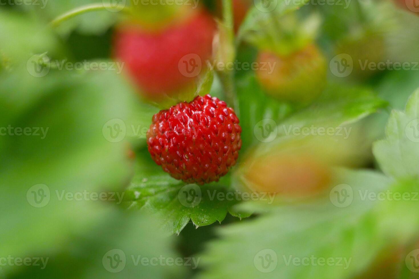 Strawberry fragaria berry macro close up. Background wallpaper picture. Nature and gardening concept photo