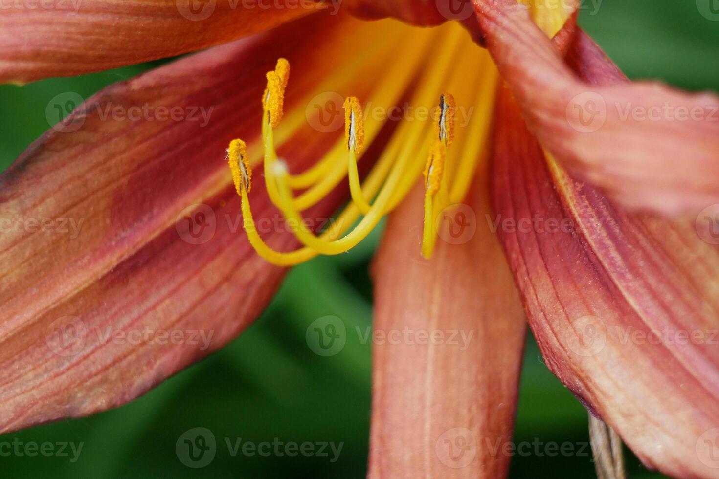 Hemerocallis Fulva daylily brownish yellow flower macro close up. High quality detailed photo of pollen, stamens and pistil. Gardening concept