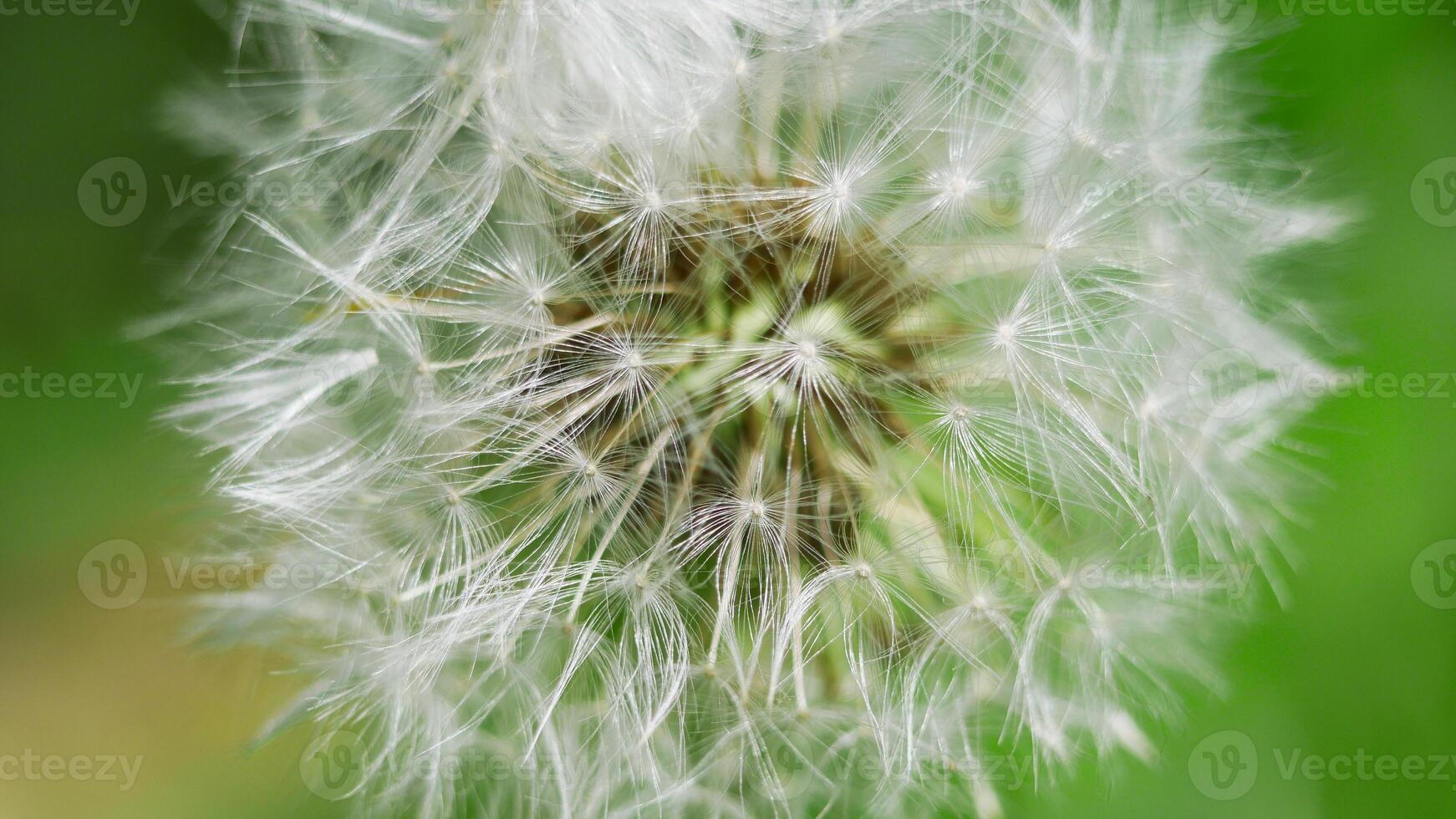 The Blowball dandelion close up macro photo. High quality background wallpaper with copy space photo