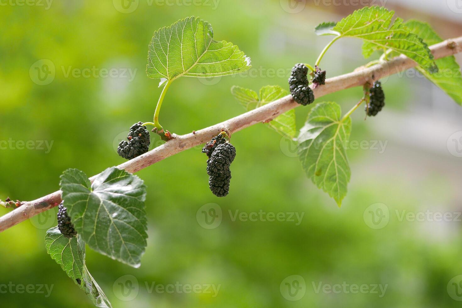 Mulberry ripe black berries growing on a tree branch photo