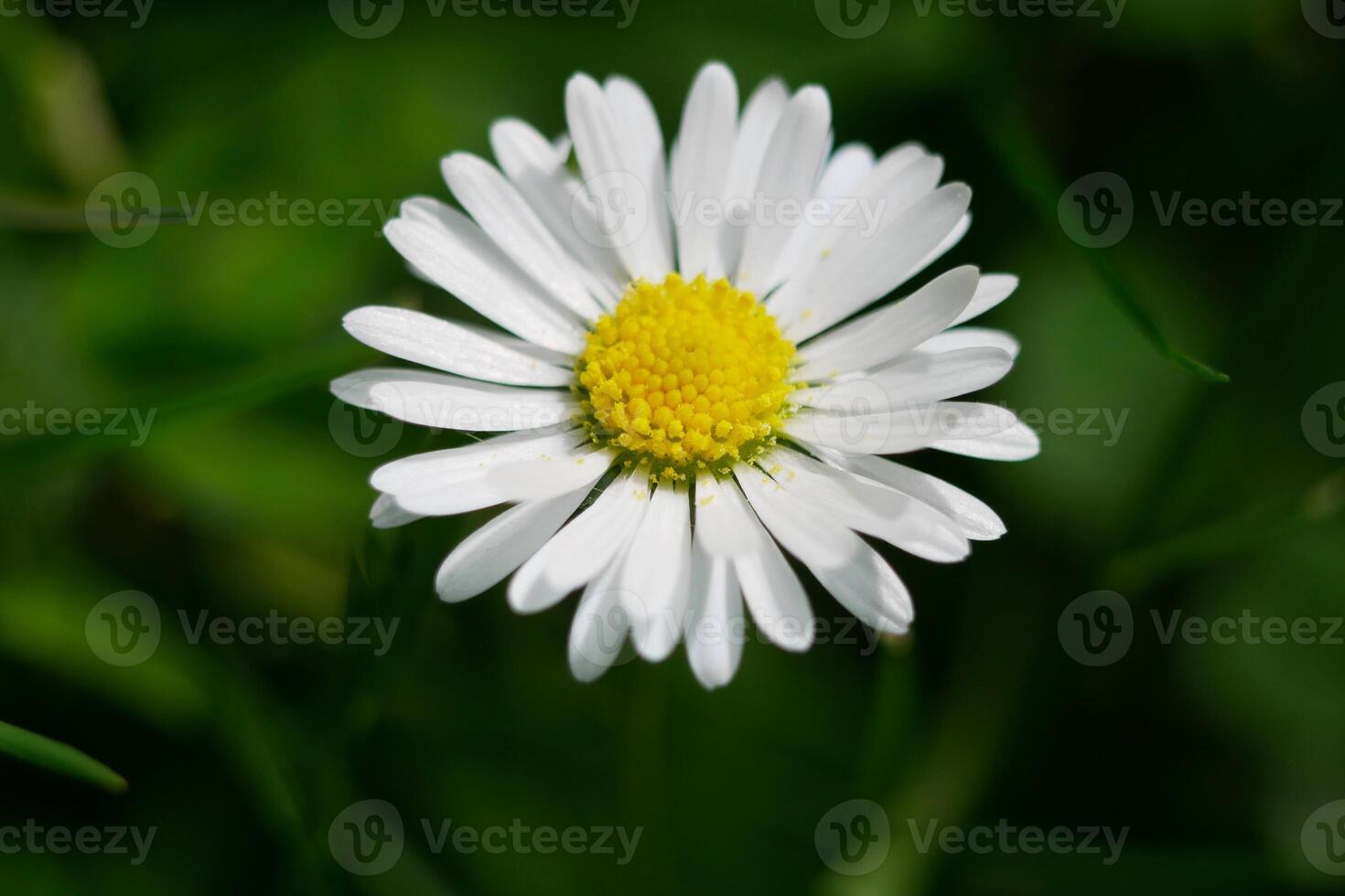 Bellis perennis annua wild Daisy flower close up macro. High quality background wallpaper with copy space photo