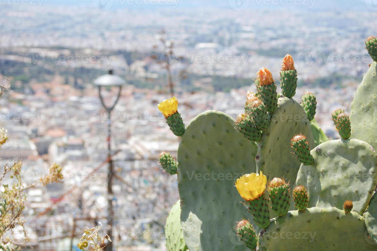 Blooming cactus opuntia prickly pear against the backdrop of the panorama of the city of Athens photo