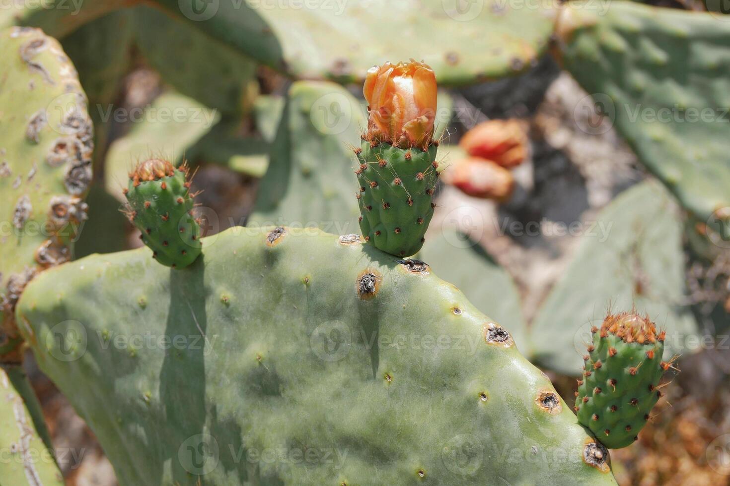 Buds of cactus opuntia prickly pear close up photo