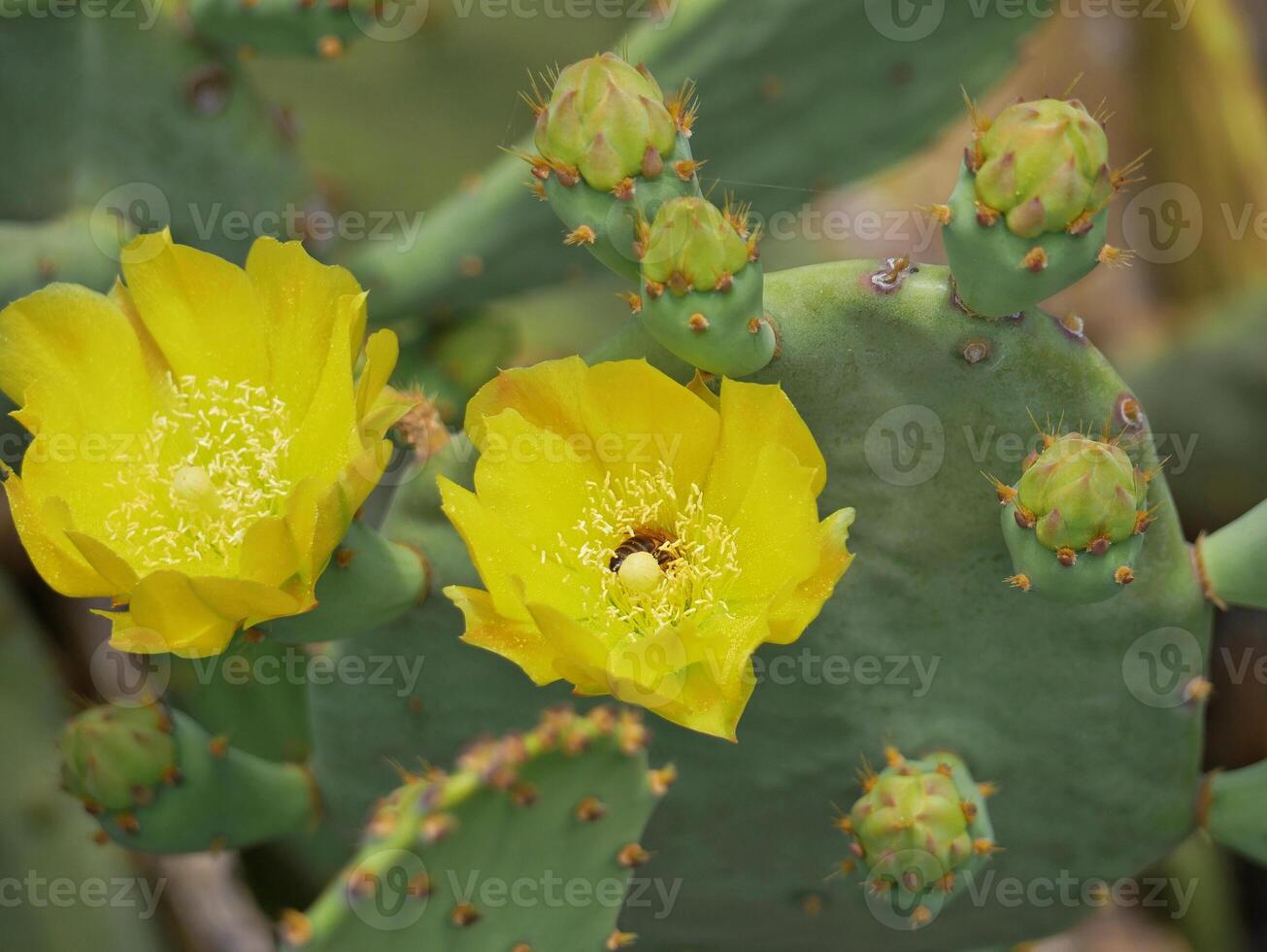 Blooming cactus opuntia prickly pear with a bee collecting nectar on a yellow flower photo