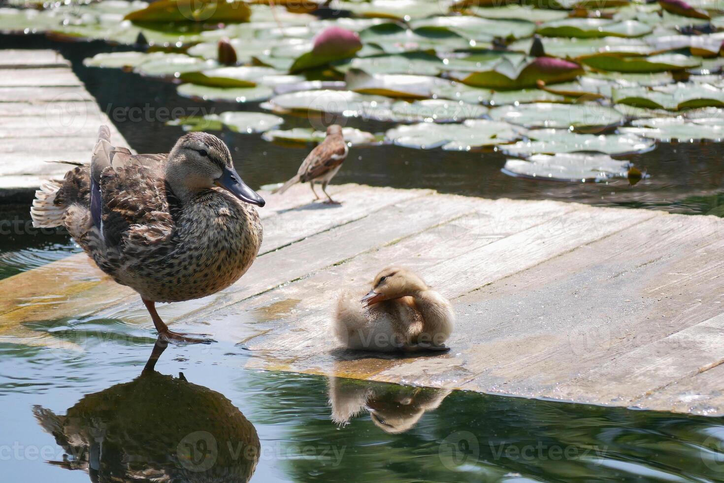 A duck with cute little duckling at the wooden bridge in a pond covered with water lilies photo