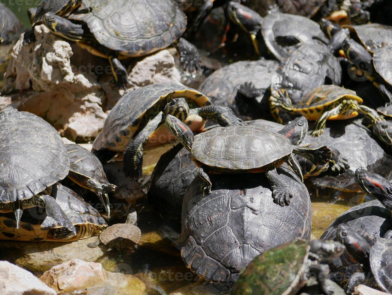 Aquatic turtles Chrysemys picta lie in the sun in a pond in the National Garden, Athens photo