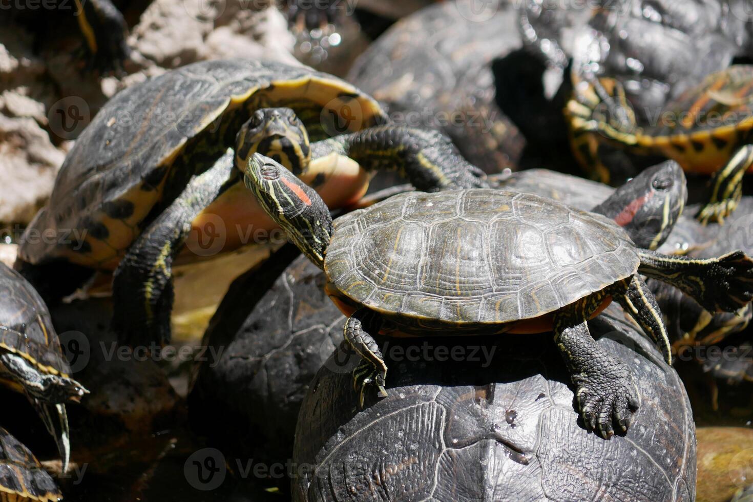 Aquatic turtles Chrysemys picta lie in the sun in a pond in National Garden of Athens photo