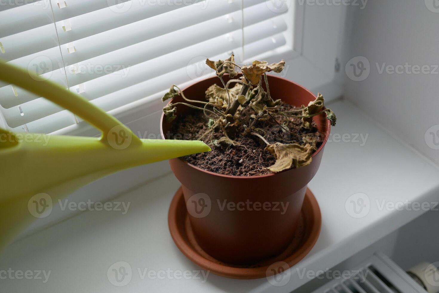 Dried plant in a pot on a windowsill. Houseplant care concept. Watering from a watering can of a dried geranium flower photo