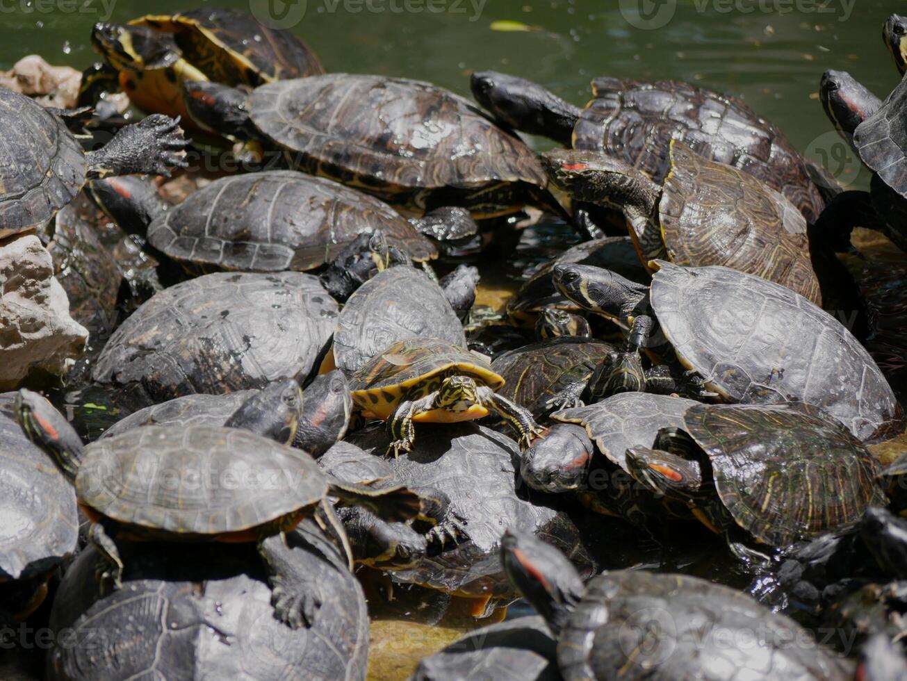 Aquatic turtles Chrysemys picta lie in the sun in a pond in the National Garden of Athens photo