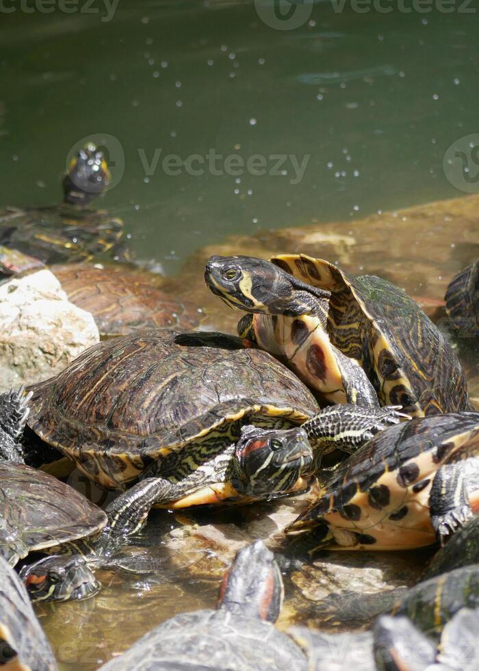 Aquatic turtles Chrysemys lie in the sun in a pond in the National Garden of Athens photo