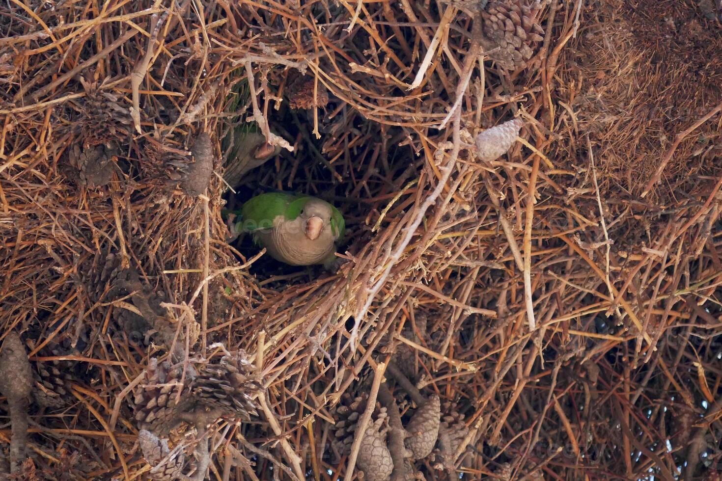 Monk Parakeet Calita Myiopsitta monachus wild green parrot in its nest on a tree photo