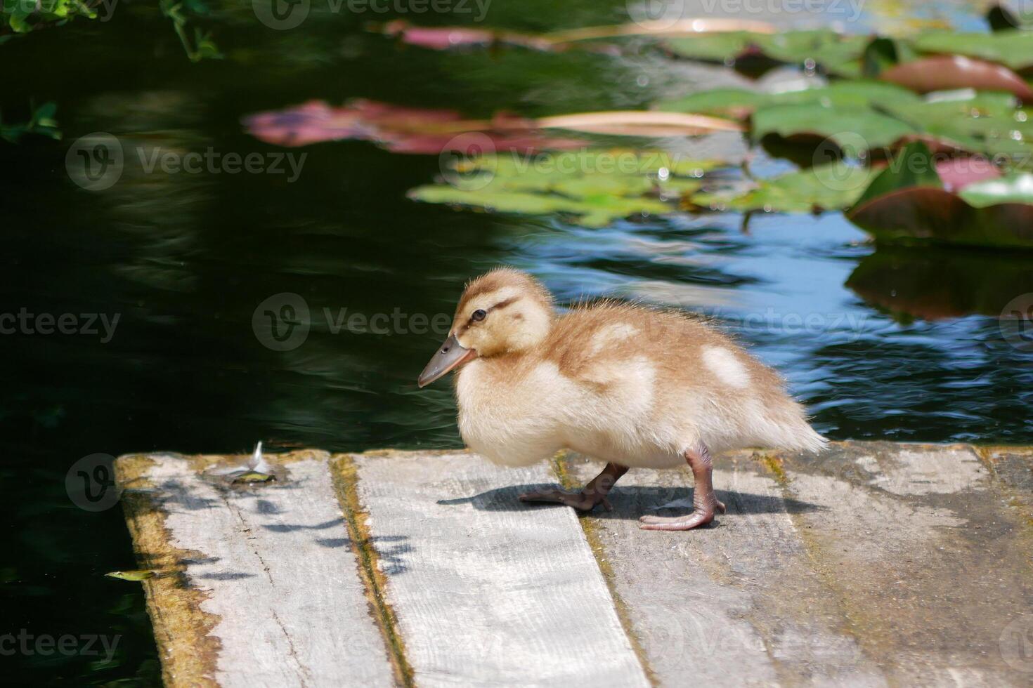 Cute little duckling at the wooden bridge in a pond covered with water lilies photo