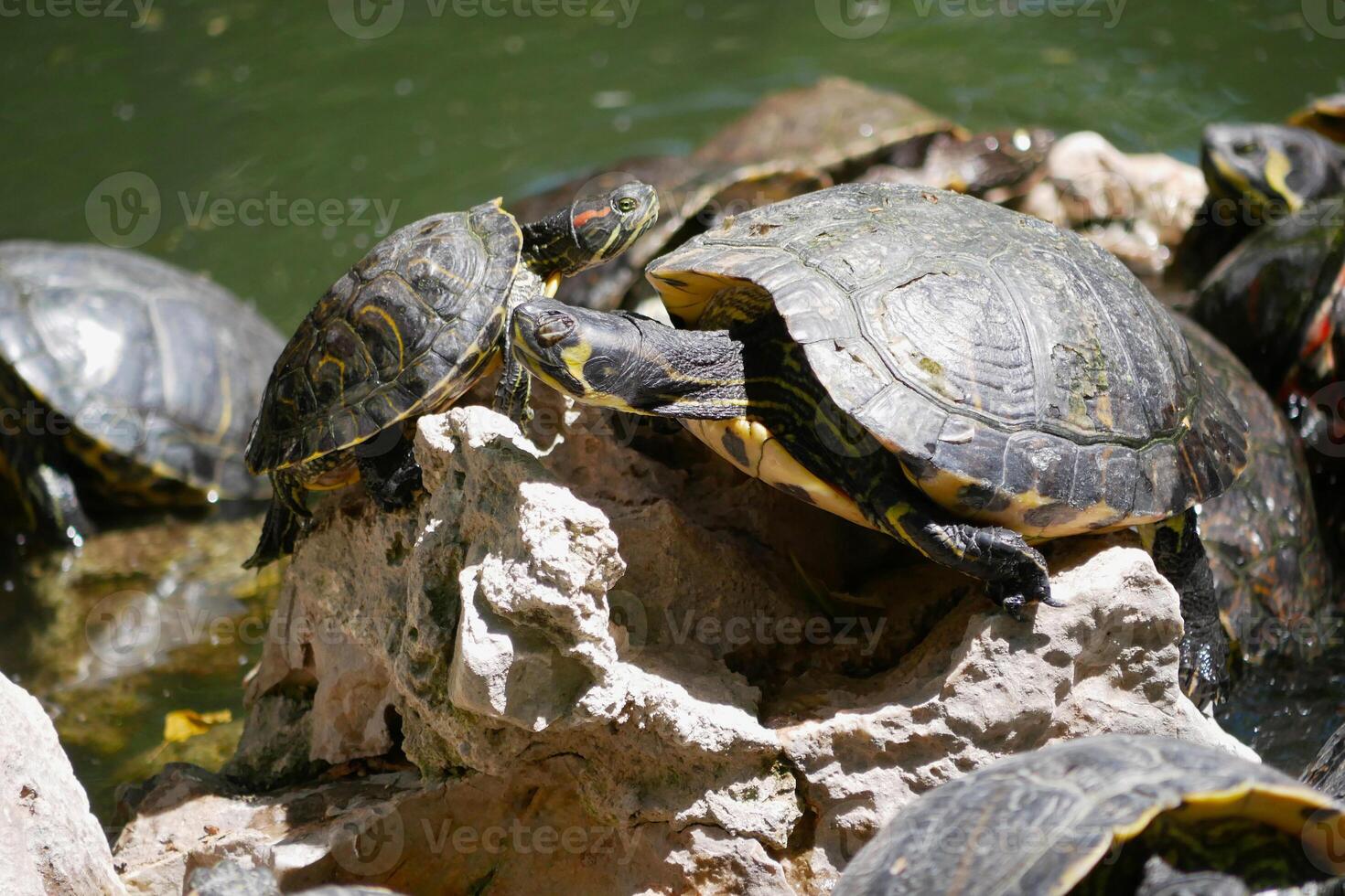 Aquatic turtles Chrysemys picta lie in the sun in a pond in the National Athens Garden photo