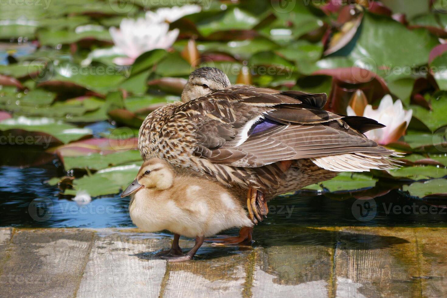 A female duck with cute little duckling at the wooden bridge in a pond covered with water lilies photo
