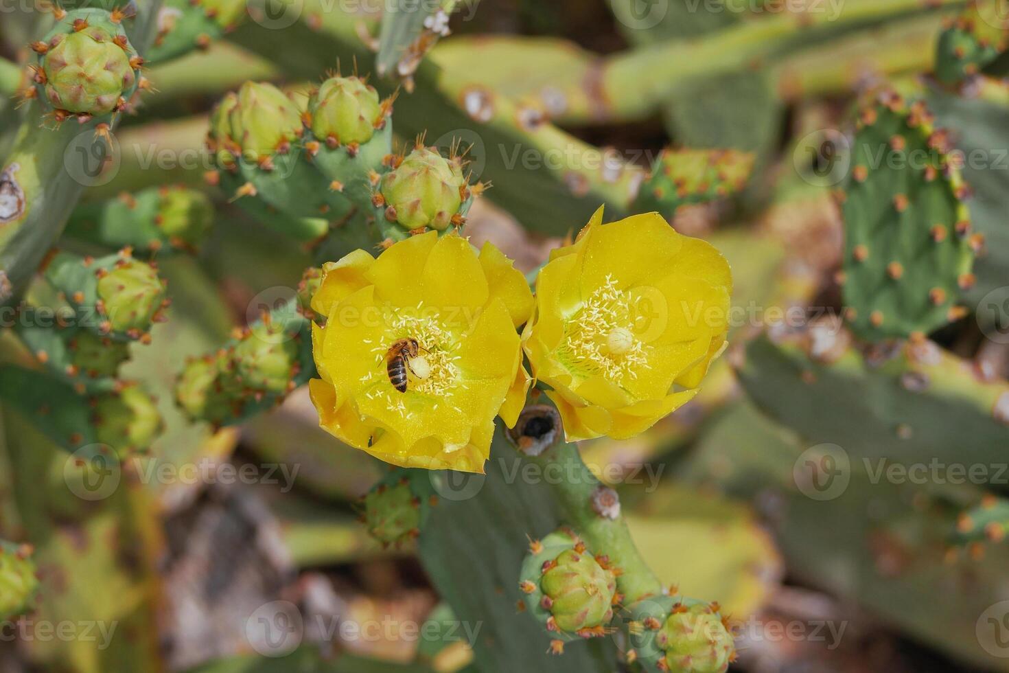 Blooming cactus opuntia prickly pear with a bee collecting nectar inside a yellow flower photo