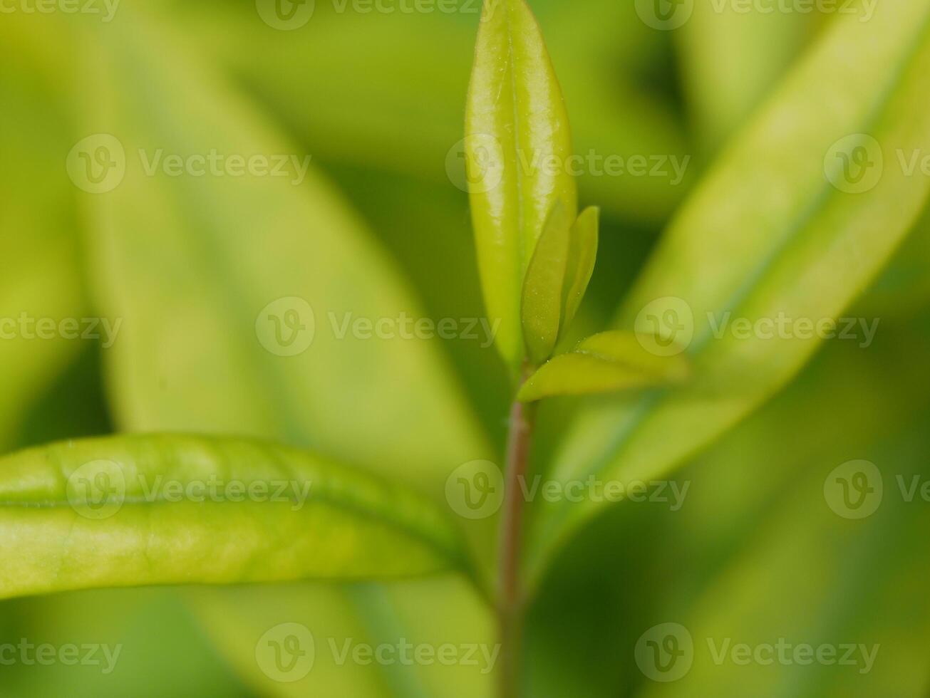 Green tree young fresh spring sprout close-up macro. Background abstract texture high quality detailed pattern wallpaper with copy space for text. Nature organic ecology minimalism concept photo