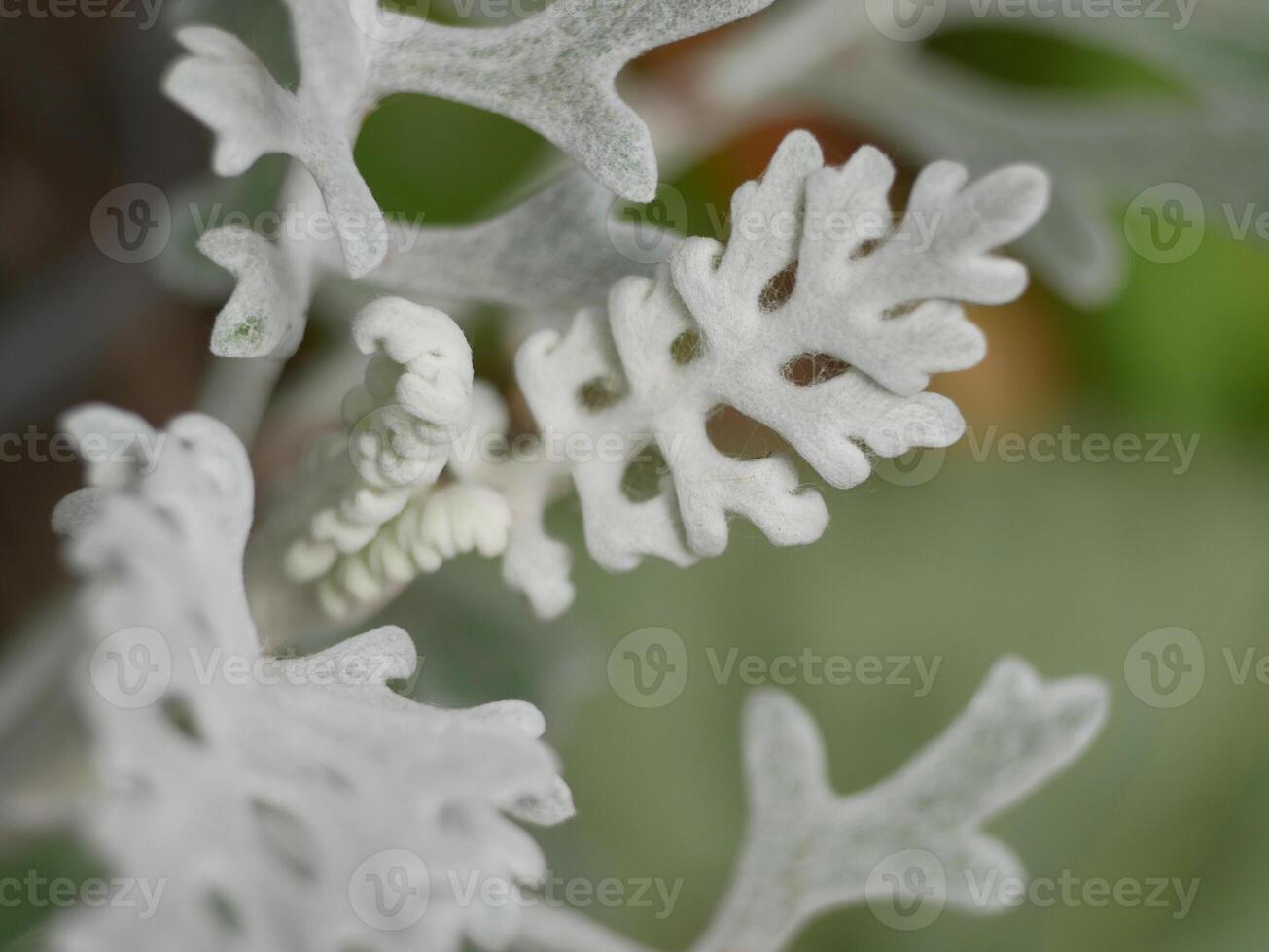 Cineraria leaf close-up macro. Background abstract high quality detailed wallpaper with copy space for text. Nature concept photo