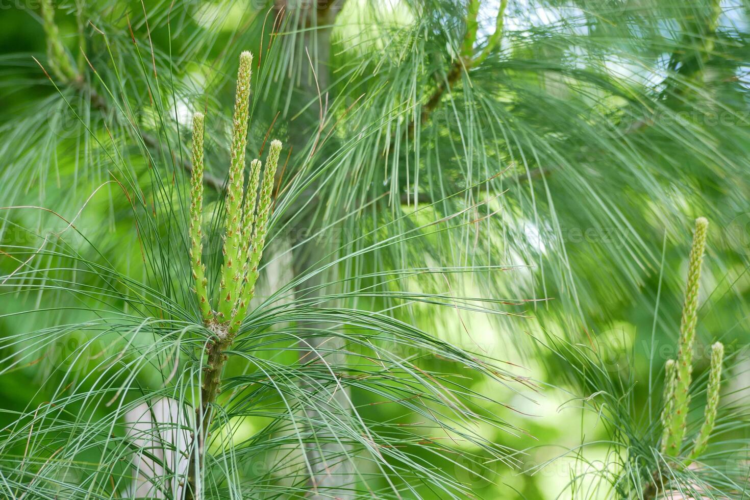 Young sprouts shoots of fir spruce. Young branches of coniferous tree. Green background, healthy lifestyle concept photo