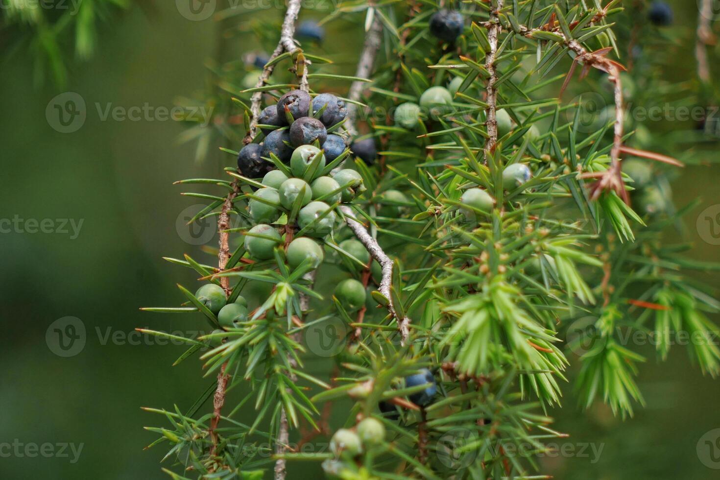Juniper berries on a tree branch close up. Cooking, seasonings and spices concept photo
