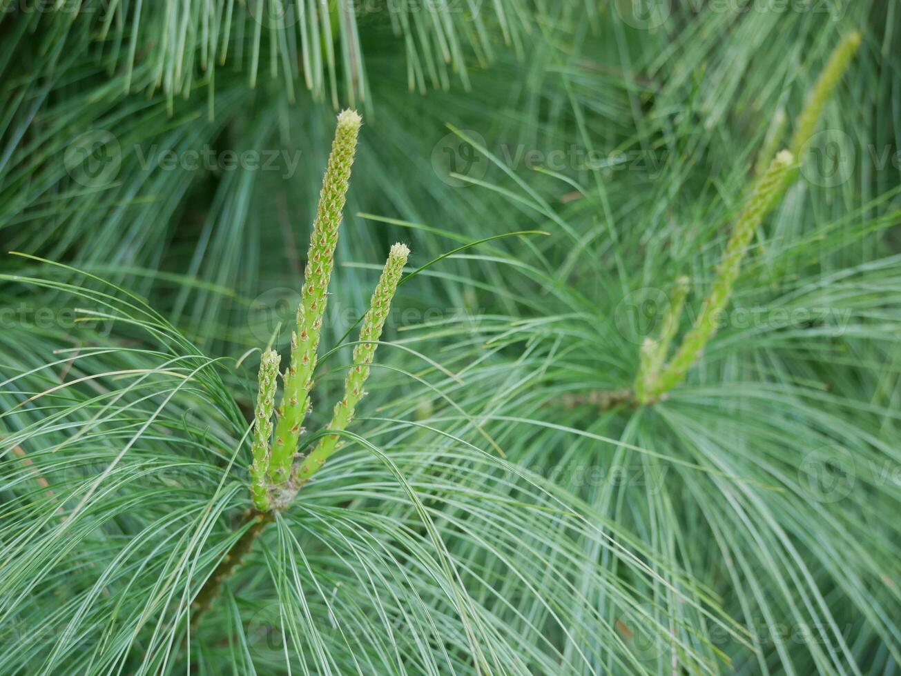 Young sprout shoot of fir spruce. Young branches of coniferous tree. Green background, healthy lifestyle concept photo