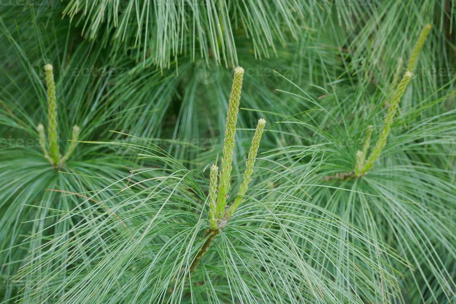Young sprout of fir spruce. Young branches of coniferous tree. Green background, healthy lifestyle concept photo