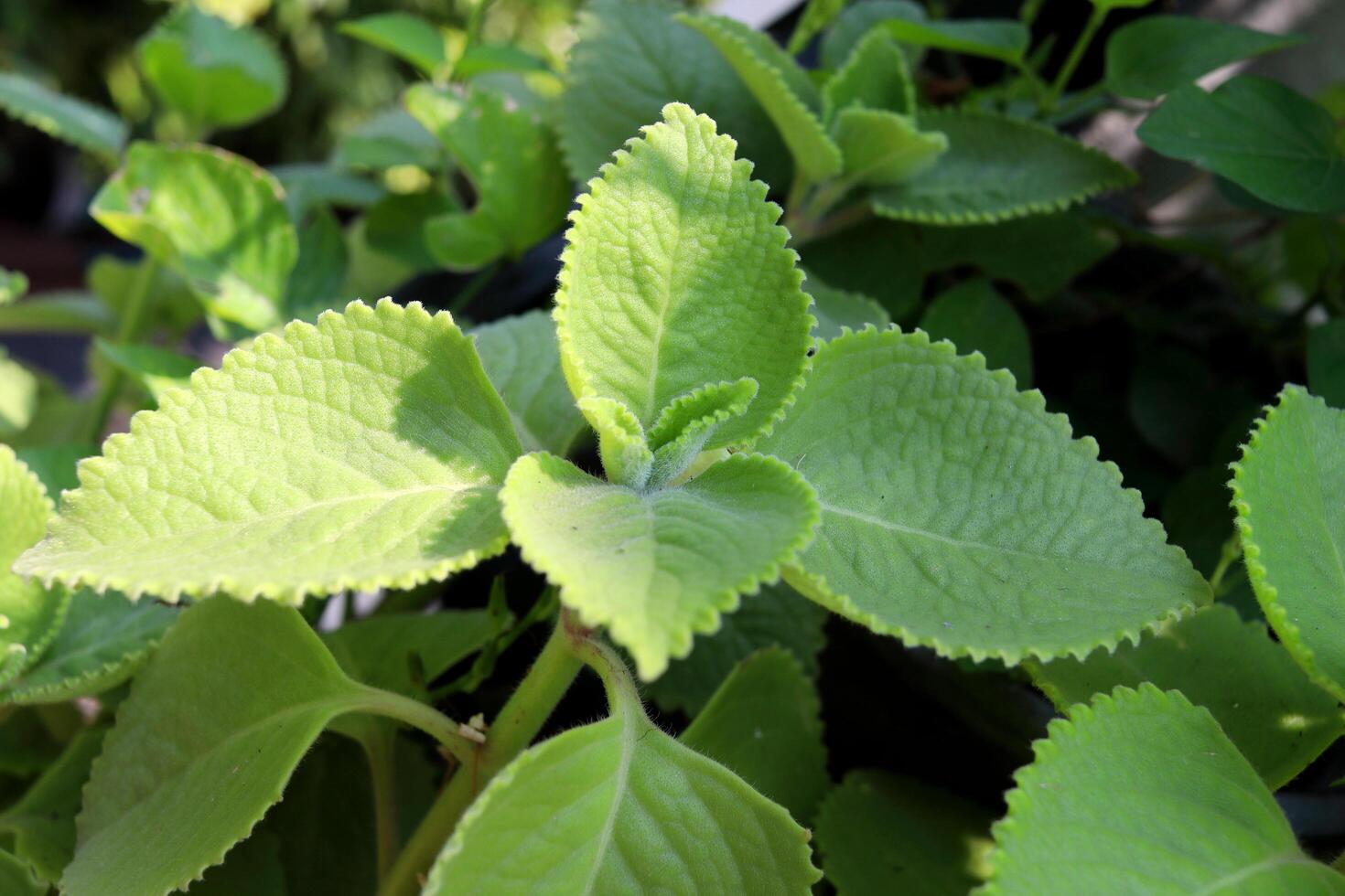 Close up young leaves of Coleus amboinicus with sunlight. Another name Mexican mint, Cuban oregano, Indian berage, Mexican thyme or Spanis thyme. photo