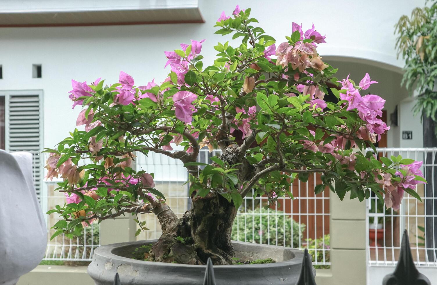 Bougainvillea Bonsai in a Grey Pot photo