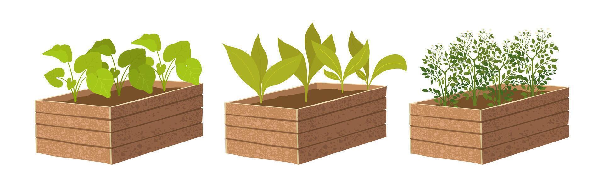 Young vegetable plants growing in a wooden boxes with soil. Agriculture and planting illustration. vector