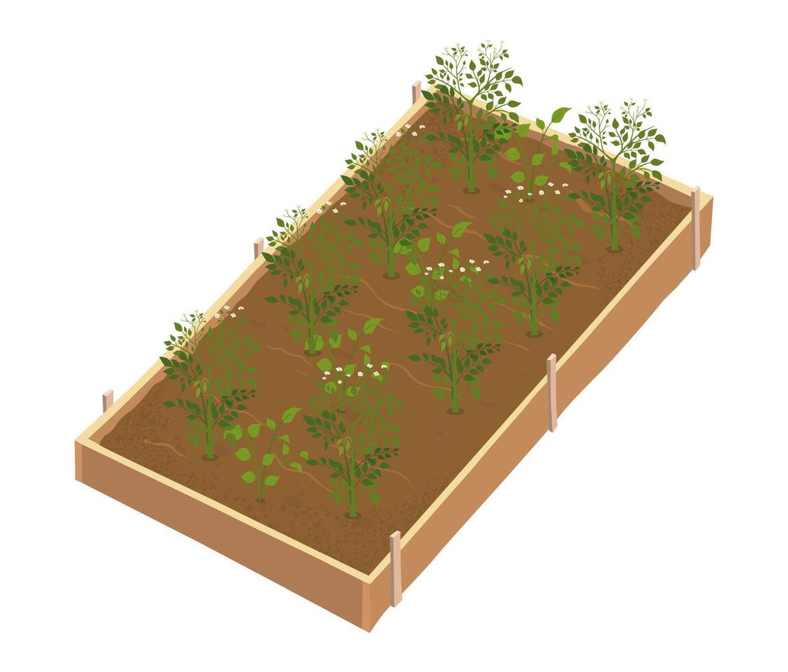 Illustration of plants in a garden bed. Young potatoes with green leaves vector