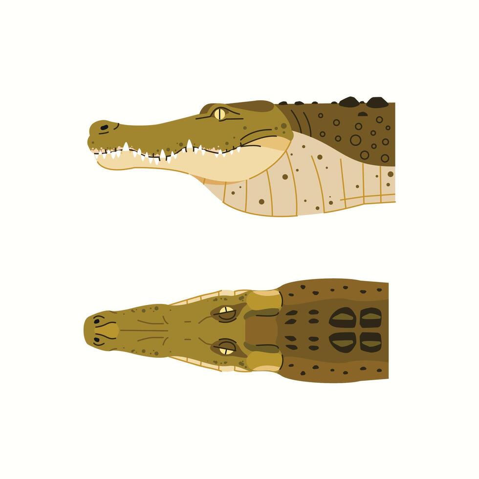 set of crocodile head illustrations isolated on white background with two views. dangerous exotic predator reptile vector