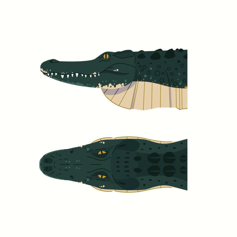 set of alligator head illustrations isolated on white background with two views. dangerous exotic predator reptile vector