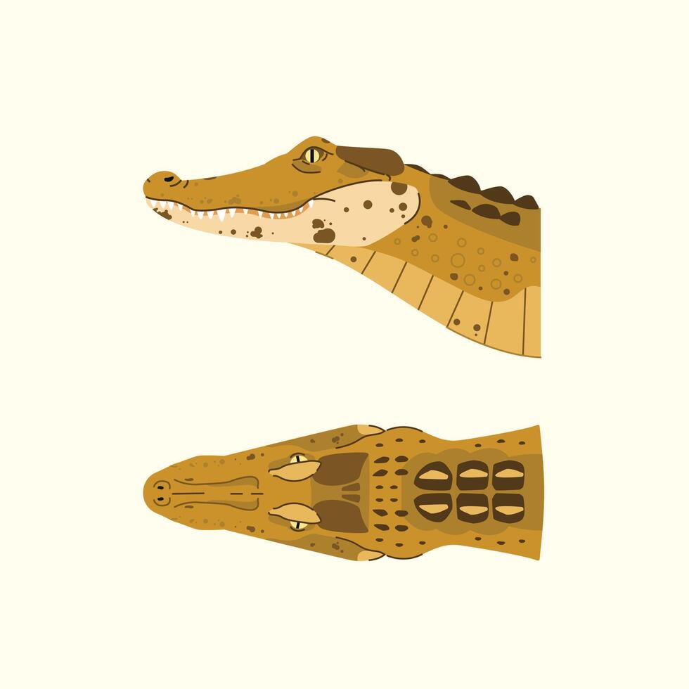 set of caiman head illustrations isolated with two views. dangerous exotic predator reptile vector