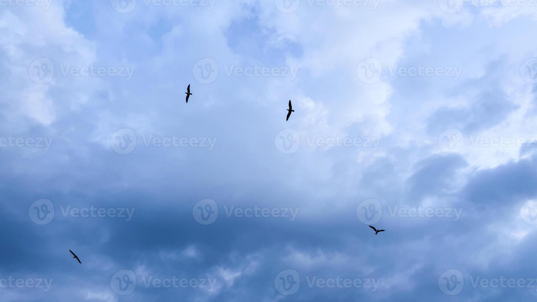 Soaring silhouettes breach the cobalt sky, echoing Tempestade celebrations, air borne delight, mystical avian dance above celestial canvas photo