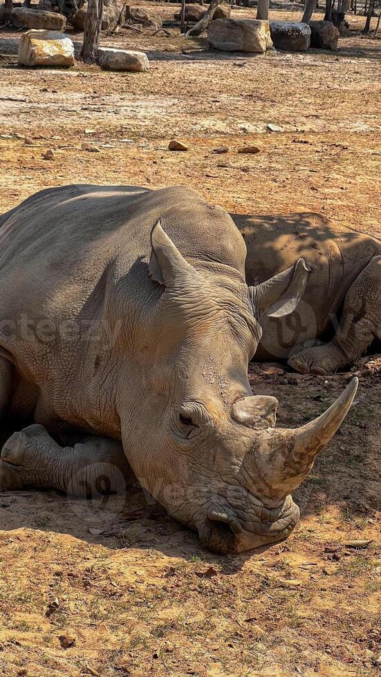 A majestic rhinoceros relaxes on a sunlit patch of savannah, highlighting wildlife conservation challenges and Earth Day awareness photo