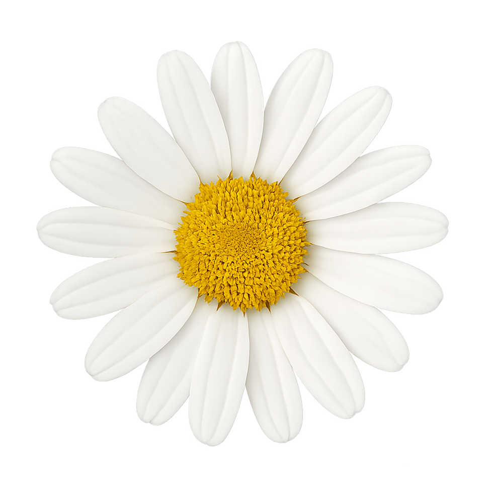 White daisy flower head isolated on transparent background for floral and botanical use png