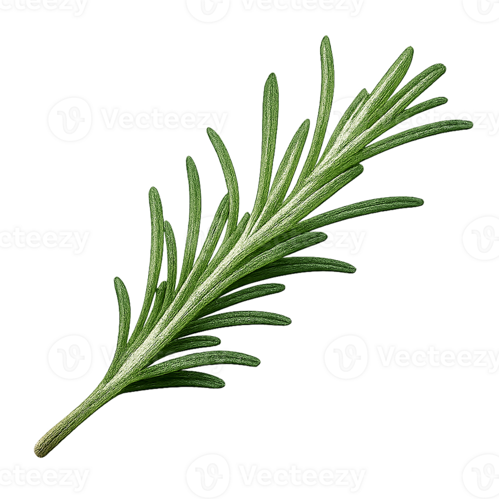 Fresh Rosemary Herb Sprig Isolated on Transparent Background png