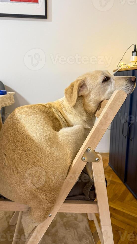 A contemplative Labrador perched whimsically on a chair evokes National Dog Day delight and quirky pet furniture tales photo