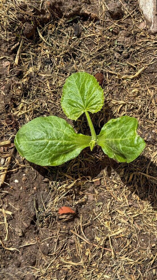 Emerging cucumber sprout gleams with verdant promise, heralding renewal earth cradles nascent vitality whispering ancient whispers of spring photo